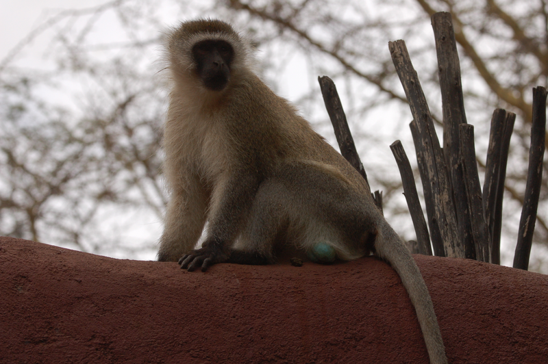 Illustration for article titled Out of Africa. Monkey Business.